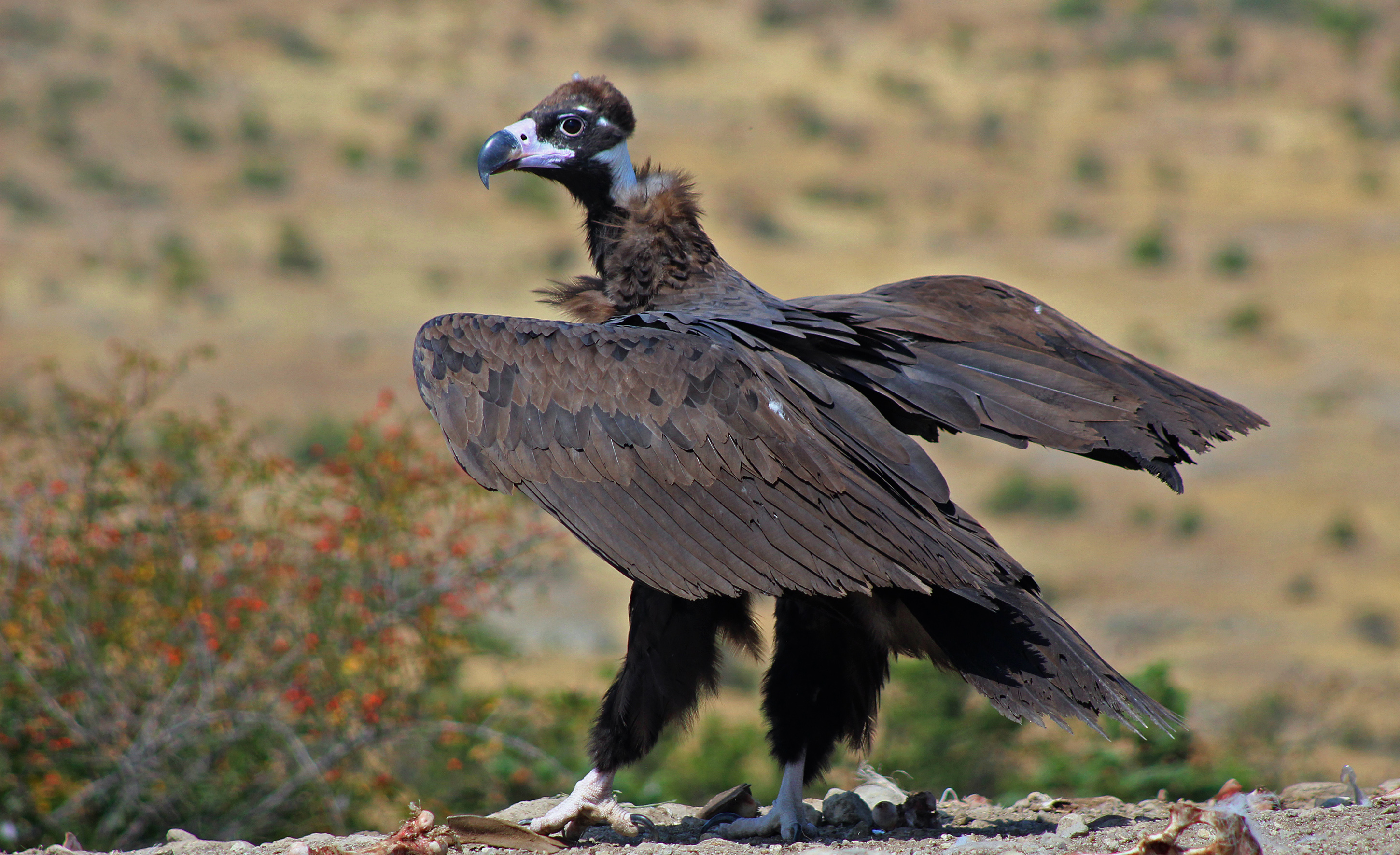 Cinereous Vulture